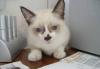 Сиамский котенок превью 1397128.