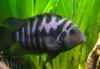 Аквариумные рыбы Цихлиды превью 1397321 Аквариумные рыбы Цихлиды превью 1397321.