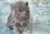Персидские  котята  разных окрасов превью 1390820.