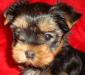 Превью Йоркширский терьер Санкт-Петербург - 1