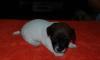 Превью Щенки Джек Рассел Терьер Нижний Новгород - 2