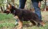 Немецкая овчарка 2.5.мес.Внук Вице Чемпиона Мира превью 1399761.