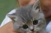 Британский котёнок девочка превью 1040010.