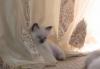 Котята 2-х месячные превью 1041111.