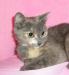 Красивая кошечка голубокремового окраса в дар превью 1041271.