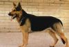 Отдам немецкую овчарку в дар превью 1041971.