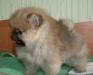 Померанский шпиц превью 1042068.