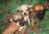 Очаровательные чихуашки превью 1042915.