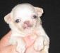 Мини-девочка чихуахуа превью 1042931.