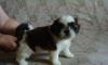 Ши тцу щенки продаю превью 1043258.
