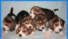 Щенки бигля недорого превью 1043301.