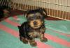 Йоркширский терьер ,щенки превью 1043698.