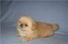 Пекинес раскошный мальчик -абрикосик превью 1043755.