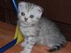 Шотландские  котята превью 1043902.
