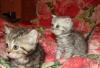 Британские котята продаются превью 1044104.
