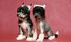 Щенки Китайской Хохлатой собаки превью 1044225.