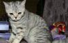 Полубританские котята  500 руб превью 1044475.