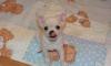 Щенок чихуахуа кобель цвет белокрем РКФ превью 1044715.