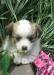 Карликовый шпиц превью 1045910.