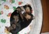 Превью Щенки йоркширского терьера Санкт-Петербург - 1