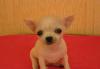 Продаются щенки чихуахуа превью 1047069.