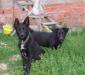 В добрые руки- щенки -метисы черной овчарки превью 1047604.