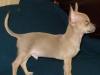 Чихуахуа редких окрасов.Питомник  РКФ превью 1048491.
