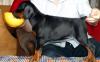 Щенок добермана экстра-класса. дорого превью 1048733.