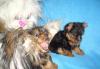 Йоркширские терьеры превью 1048773.