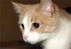 Рыжий молодой кот Кузя  в дар превью 1048828.