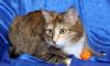 Веселая, общительная кошка-энерджайзер Мозайка превью 1049525.