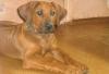 Щенок родезийского риджбека превью 1401642.
