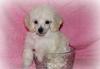 Пуделя той и мини  щенки превью 1401841.
