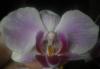 Превью Фаленописы,золотой ус,аглаонема Санкт-Петербург - 1