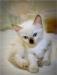 Тайские (сиамские) котята превью 1402294.