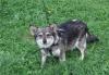 Превью Маленькая коротколапка Туся Москва - 1
