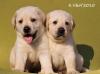 Лабрадора палевые щенки от Чемпионов (РКФ) превью 1402685.
