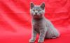 Превью Шотландская короткошерстные котята Санкт-Петербург - 2