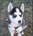 Сибирский хаски щенка превью 1403059.