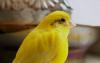 Продам двух жёлтых канареек превью 1403910 Продам двух жёлтых канареек превью 1403910.