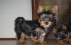 Супер мини щенки йоркширского терьера превью 1404074.