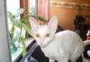 Котята корниш-рекс превью 1404387.