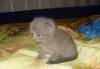 Родажа котят Скотиш фолд и страй превью 1405507.