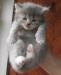 Британского голубого роскошного котенка продаю нед превью 1406693.