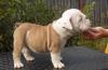 Бульдог красивые щенки превью 1400738.
