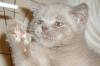 Чистокровный британский плюшевый котик превью 1407661.