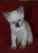 Сиамские (тайские) котята превью 1407779.