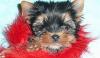Йоркширского терьера щенки превью 1408911.