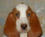 Щенок Бассет Хаунд превью 1409377.