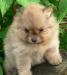 Померанский малый шпиц превью 1409693.